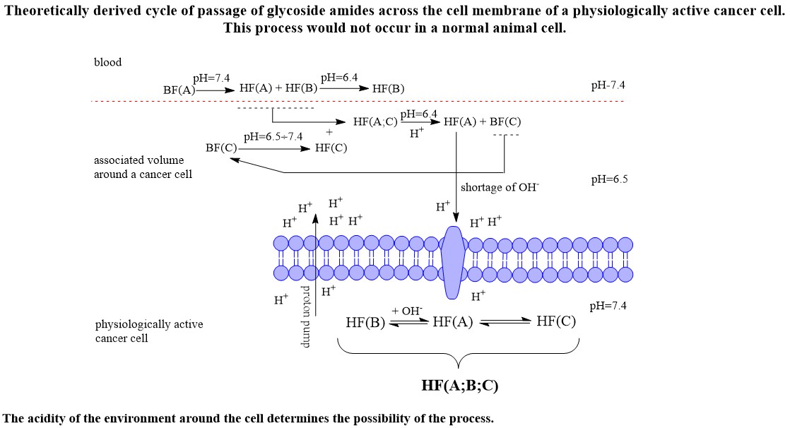 Theoretical Study of the Process of Passage of Glycoside Amides through the Cell Membrane of Cancer Cell