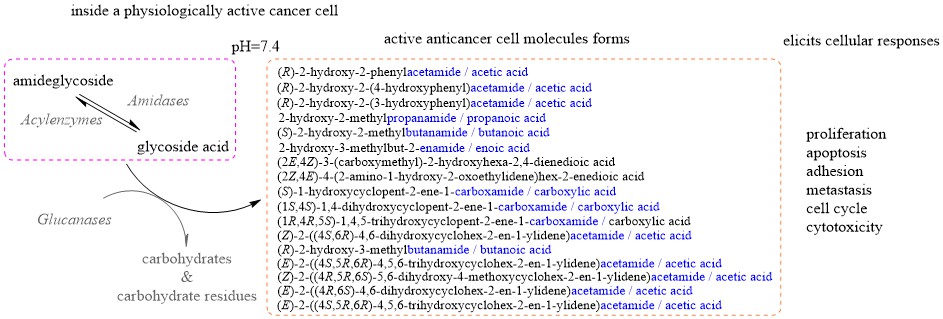 Theoretical Analysis of Anticancer Cellular Effects of Glycoside Amides